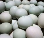 Agen telur asin Brebes di Bekasi